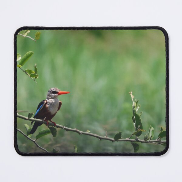 Item preview, Grey-Headed Kingfisher Among the Thorns designed and sold by KristalStittle.