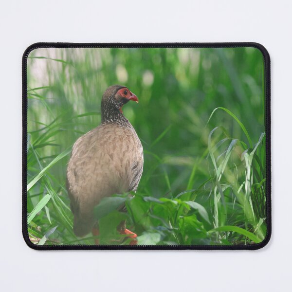 Item preview, Red-Necked Spurfowl in the Grass designed and sold by KristalStittle.