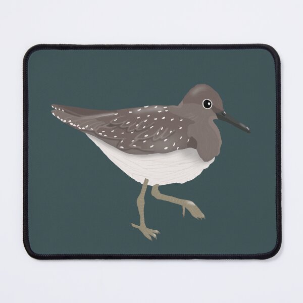 Item preview, Solitary Sandpiper Wading (Fall/Non-Breeding Plumage) designed and sold by BDBirds.