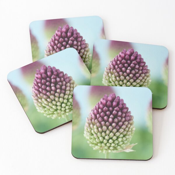 Artikelvorschau, Allium sphaerocephalon AGM Rundkopf-Knoblauch Rundkopf-Lauch entworfen und verkauft von Chris Burrows.