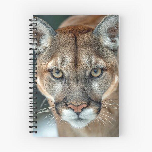 Item preview, Puma Staring Intensely Forward designed and sold by Savannah Gibbs.