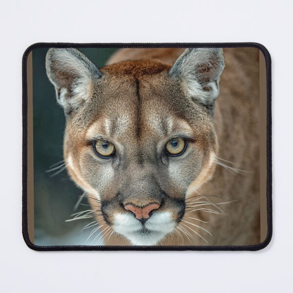 Item preview, Puma Staring Intensely Forward designed and sold by Savannah Gibbs.
