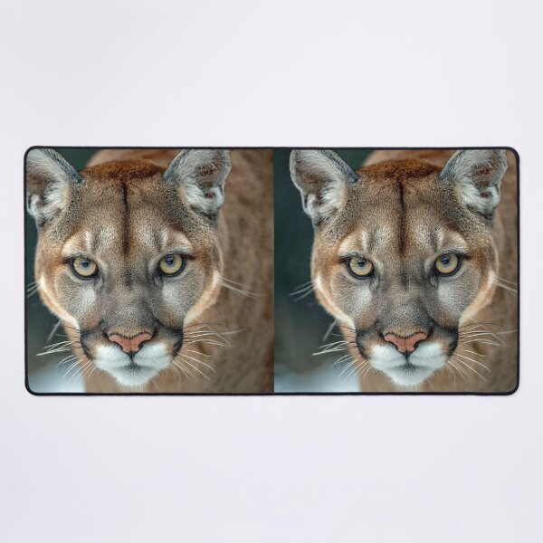 Item preview, Puma Staring Intensely Forward designed and sold by Savannah Gibbs.