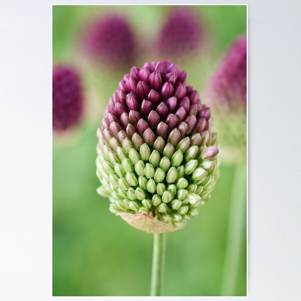 Artikelvorschau, Allium sphaerocephalon AGM Rundkopf-Knoblauch Rundkopf-Lauch entworfen und verkauft von Chris Burrows.