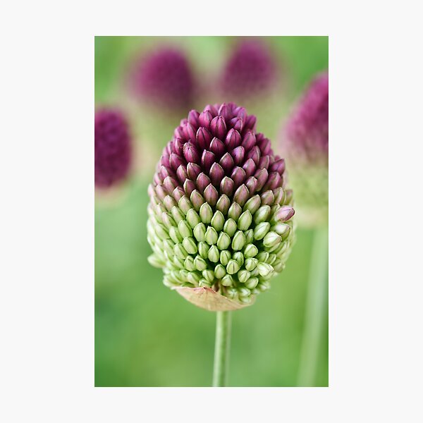 Artikelvorschau, Allium sphaerocephalon AGM Rundkopf-Knoblauch Rundkopf-Lauch entworfen und verkauft von Chris Burrows.