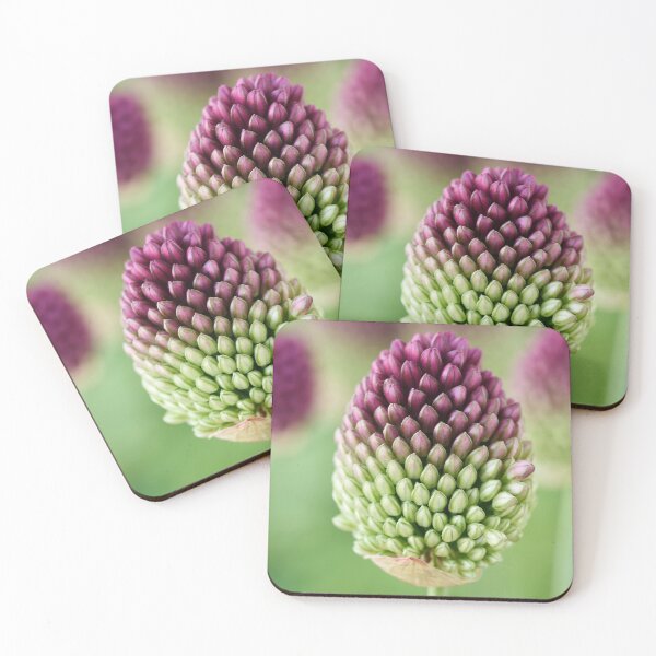Artikelvorschau, Allium sphaerocephalon AGM Rundkopf-Knoblauch Rundkopf-Lauch entworfen und verkauft von Chris Burrows.