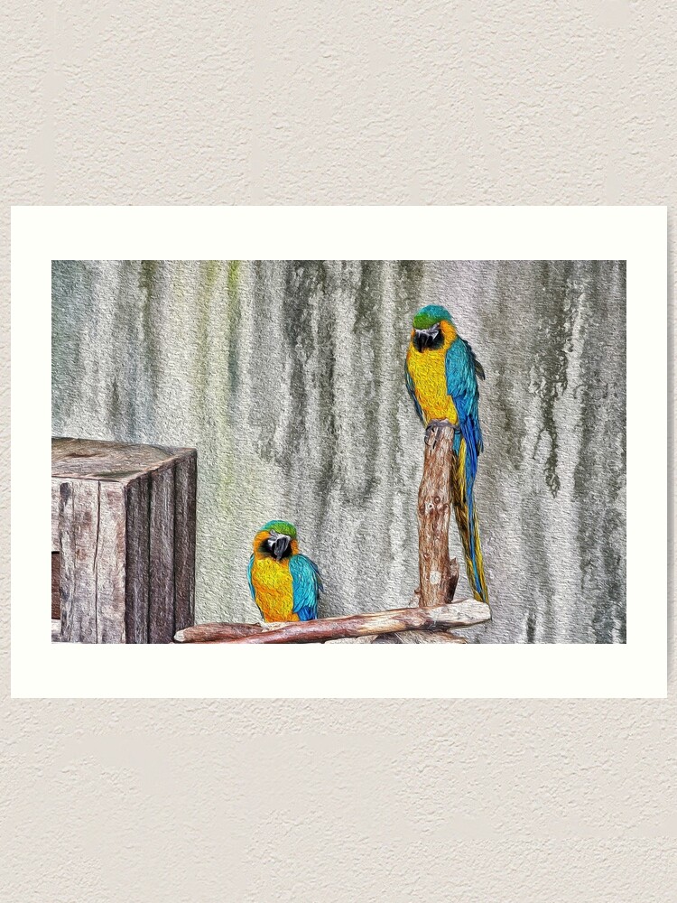 2 Parrots Drawing Art Print By Robspencer Redbubble