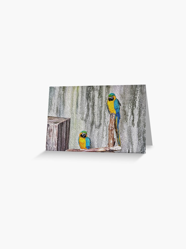 2 Parrots Drawing Greeting Card By Robspencer Redbubble