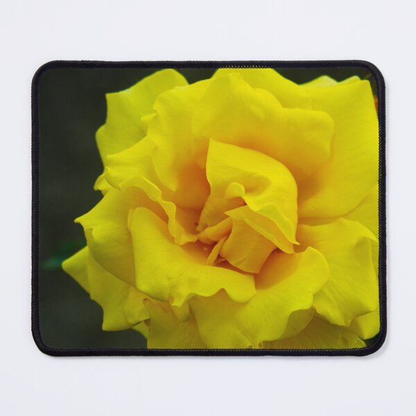 Item preview, A Yellow Rose of Spring  designed and sold by SilentlyRob668.