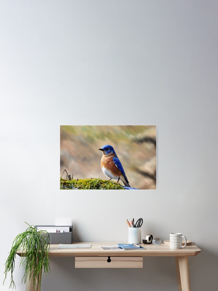 Thumbnail 2 of 3, Poster, Pretty Bluebird designed and sold by tomorrowsart.