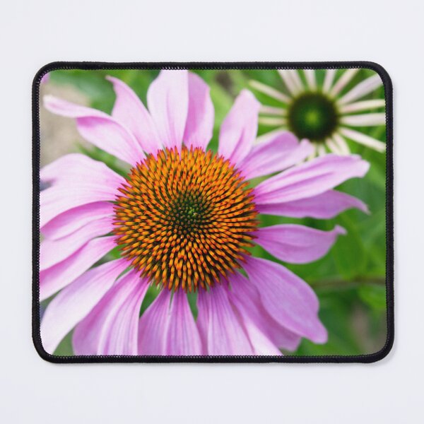 Item preview, Echinacea Coneflower in Bloom Close-Up designed and sold by eGreenHat.
