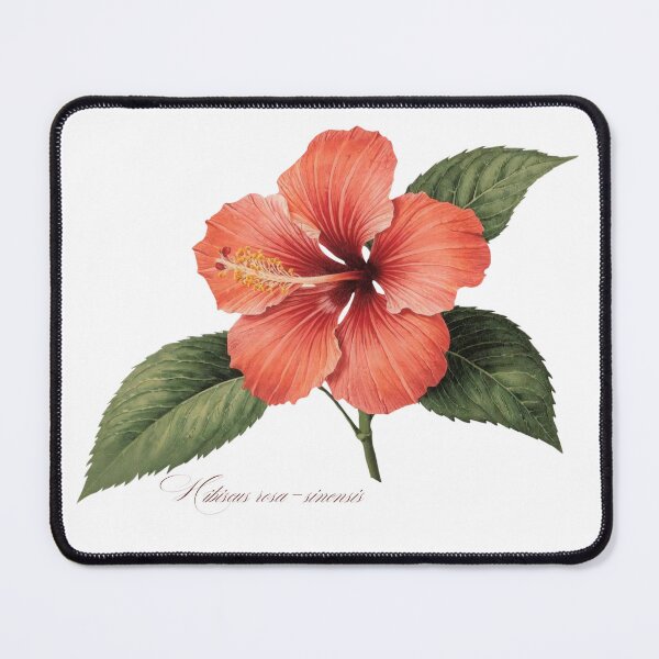 Item preview, Hibiscus rosa-sinensis | Flowering Branch Botanical Illustration (No Background) designed and sold by ChristinePartlow.