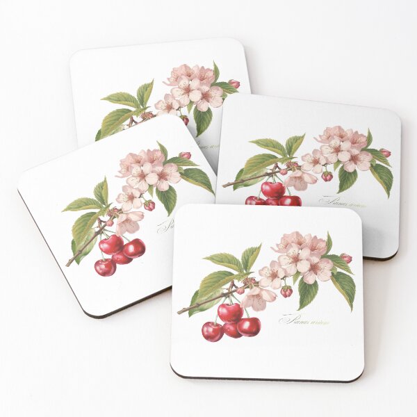 Item preview, Prunus avium | Flowering Branch and Fruit Botanical Illustration (No Background) designed and sold by ChristinePartlow.