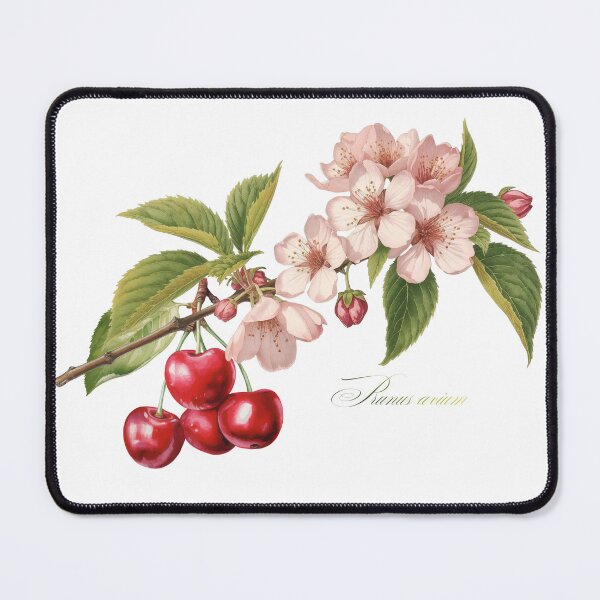 Item preview, Prunus avium | Flowering Branch and Fruit Botanical Illustration (No Background) designed and sold by ChristinePartlow.
