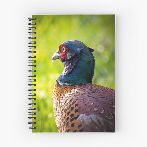 Item preview, Male Pheasant in Bowland designed and sold by CEastwoodPhotos.