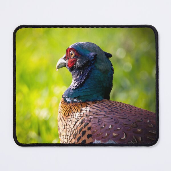 Item preview, Male Pheasant in Bowland designed and sold by CEastwoodPhotos.