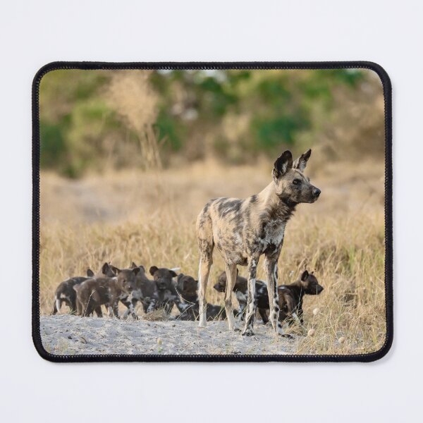 Item preview, African Wild Dog Mother on Watch, Pups at the Den, Savuti, Botswana designed and sold by DavideAntoniani.