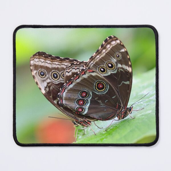 Item preview, Mating blue morpho butterflies designed and sold by GreyFeatherPhot.