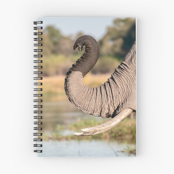 Item preview, Curved Trunk at the Water Edge, African Elephant, Chobe River, Botswana designed and sold by DavideAntoniani.