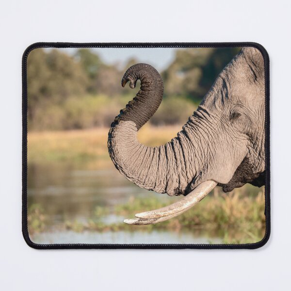 Aperçu de l'œuvre Trompe courbée au bord de l'eau, éléphant d'Afrique, rivière Chobe, Botswana créée et vendue par DavideAntoniani.