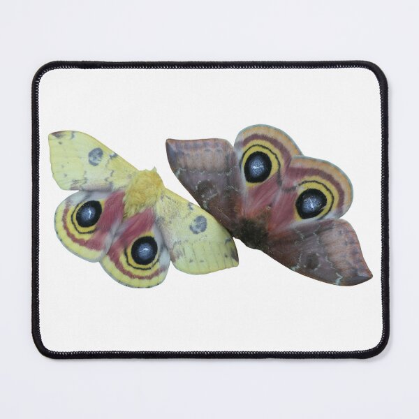 Item preview, Automeris io / Io moth male and female designed and sold by Entomologist.