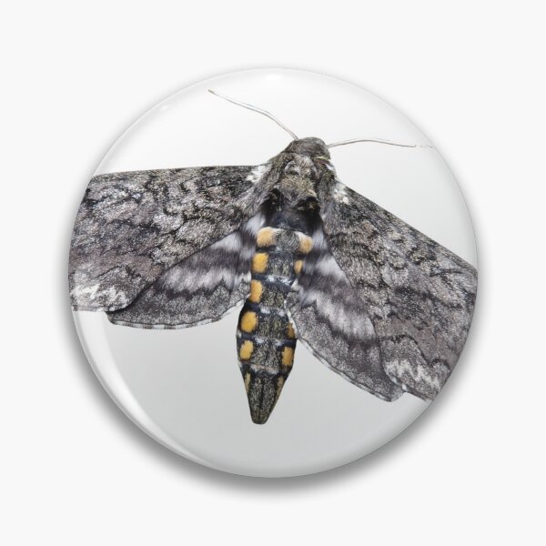 Item preview, Manduca sexta: tobacco hornworm designed and sold by Entomologist.