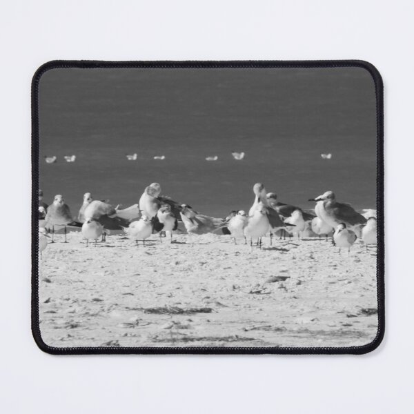 Item preview, Seagulls gather along the sandy shores of Fort De Soto Park in Pinellas County, overlooking the tranquil waters of Tampa Bay designed and sold by EyezWatchin.