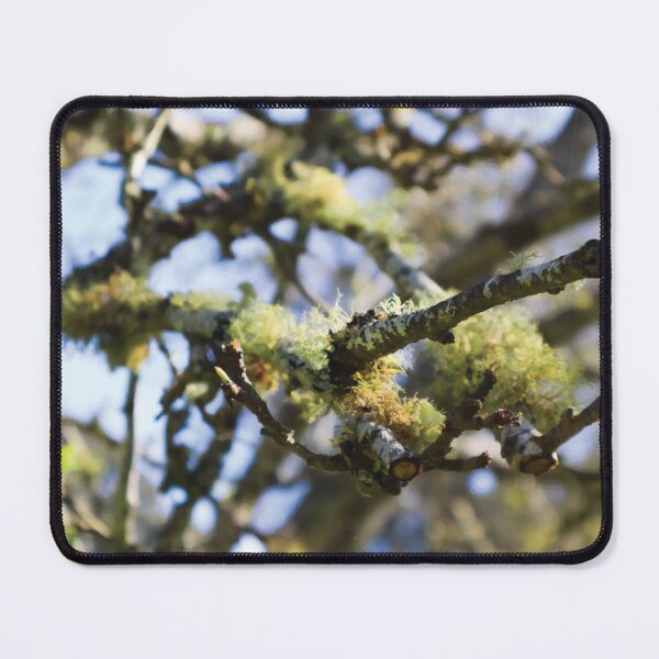 Item preview, Usnea Lichen on Nashi Pear Branches designed and sold by Maddy the Maker.