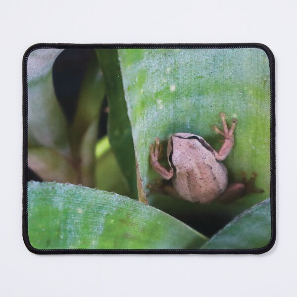 Item preview, Southern Brown Tree Frog on Bromeliad designed and sold by Maddy the Maker.