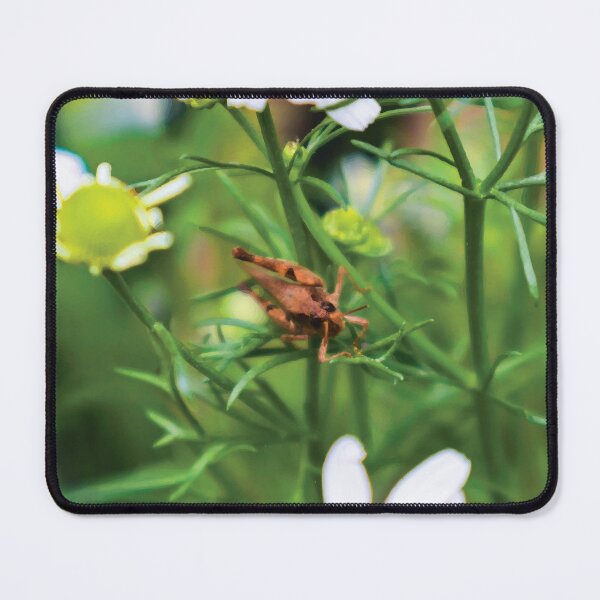 Item preview, Wingless Grasshopper on German Chamomile designed and sold by Maddy the Maker.