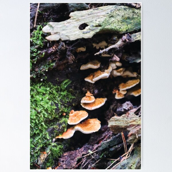 Item preview, Truncospora Ochroleuca Mushrooms in a Mossy Hollow Log designed and sold by Maddy the Maker.