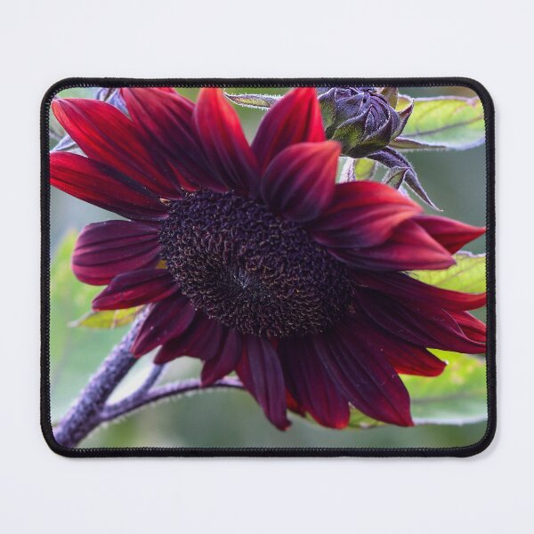 Item preview, Chocolate Sunflower designed and sold by Kerri Ann McClellan.
