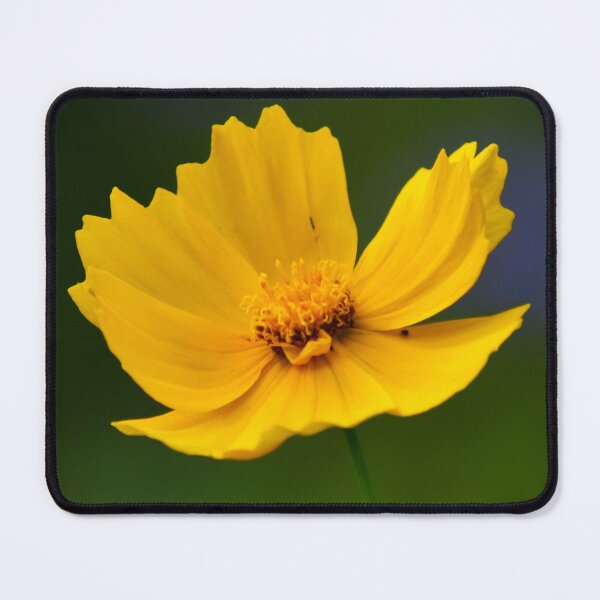 Item preview, Yellow Cosmo designed and sold by Kerri Ann McClellan.