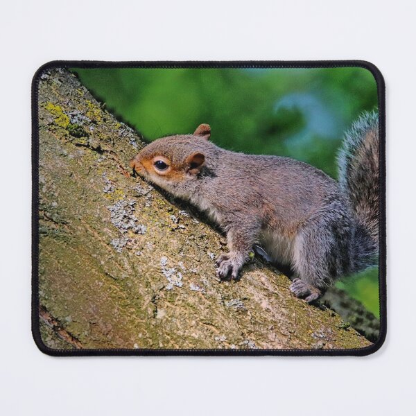 Item preview, Squirrel. designed and sold by Ian Ramsay.