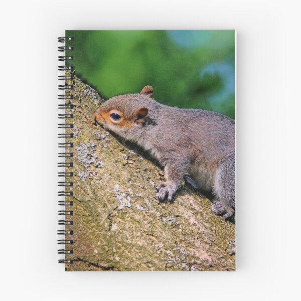 Item preview, Squirrel. designed and sold by Ian Ramsay.