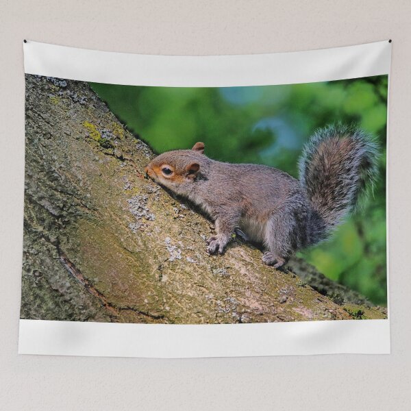 Item preview, Squirrel. designed and sold by Ian Ramsay.