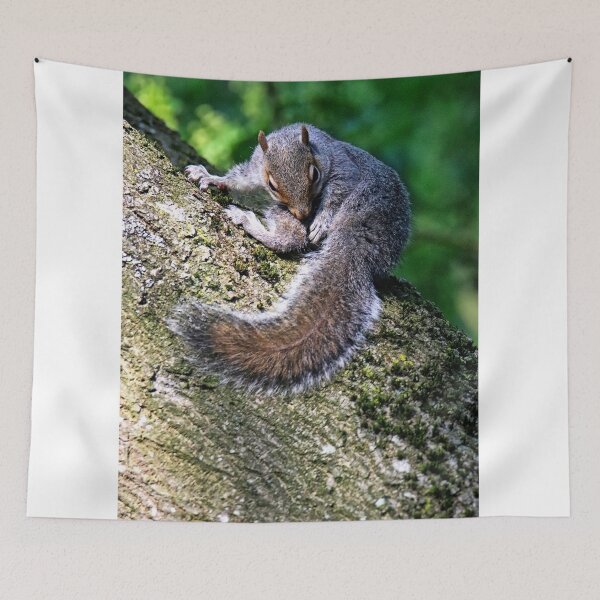 Item preview, Squirrel rsting on a tree trunk. designed and sold by Ian Ramsay.