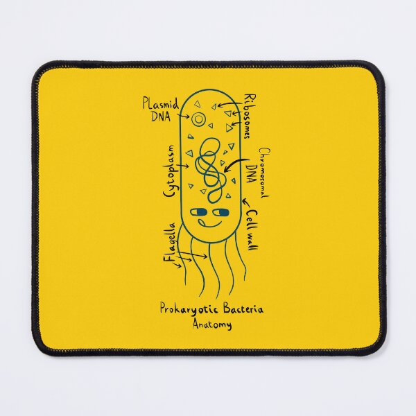 Item preview, Prokaryotic Bacteria Diagram designed and sold by chowlet.