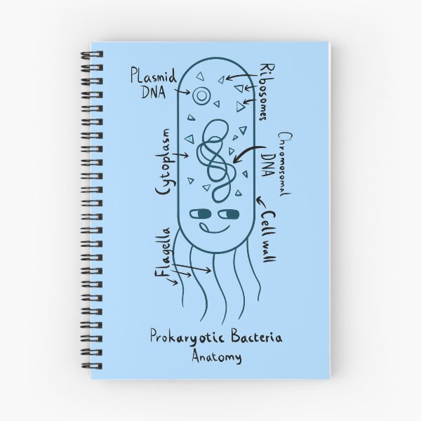 Item preview, Prokaryotic Bacteria Diagram designed and sold by chowlet.