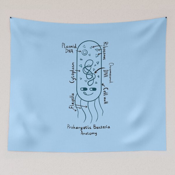 Item preview, Prokaryotic Bacteria Diagram designed and sold by chowlet.