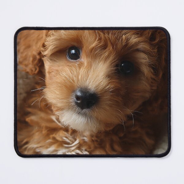 Item preview, Sweet Mini Doodle Puppy designed and sold by VRD Arena.