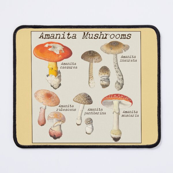 Item preview, Botanical Watercolors of Amanita Mushrooms: Hans Walty designed and sold by Tridentulus.