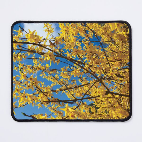 Item preview, Golden Forsythia Flowers Against a Blue Sky designed and sold by Maddy the Maker.