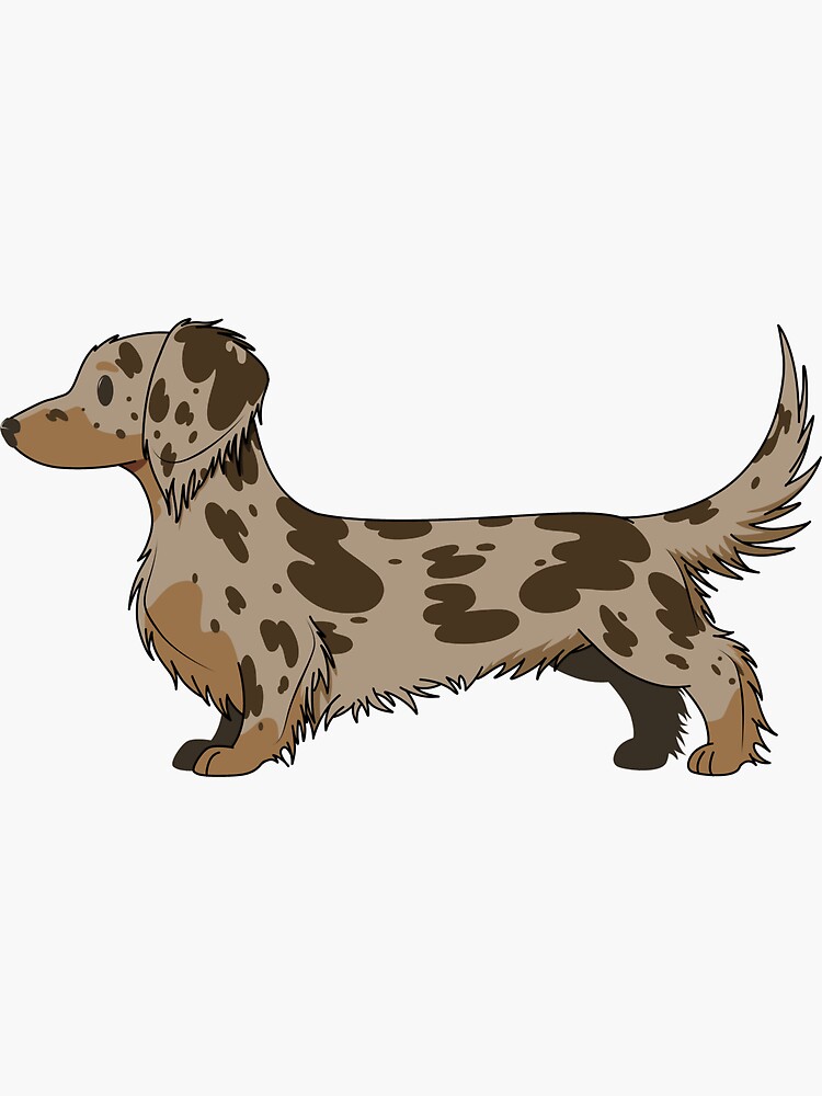 Chocolate hotsell dapple dachshund