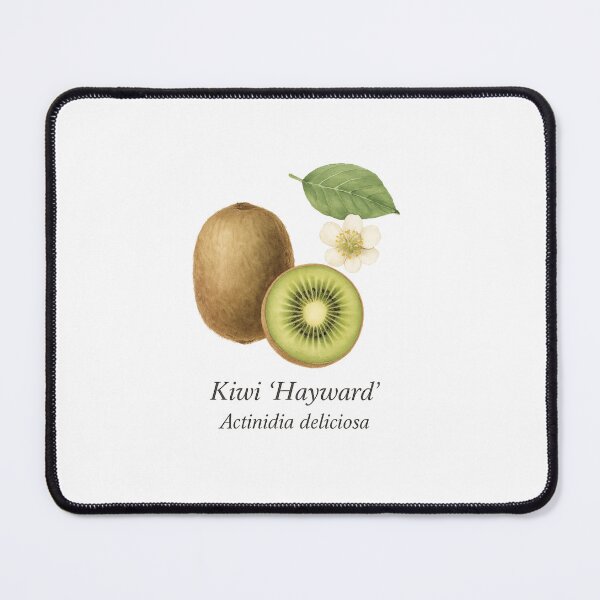 Item preview, Kiwi ‘Hayward’ – Fresh Green Botanical Illustration designed and sold by BloomKind.