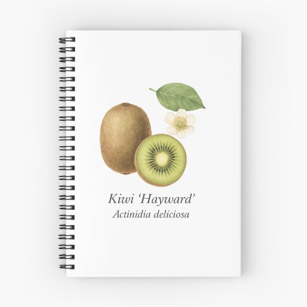 Item preview, Kiwi ‘Hayward’ – Fresh Green Botanical Illustration designed and sold by BloomKind.