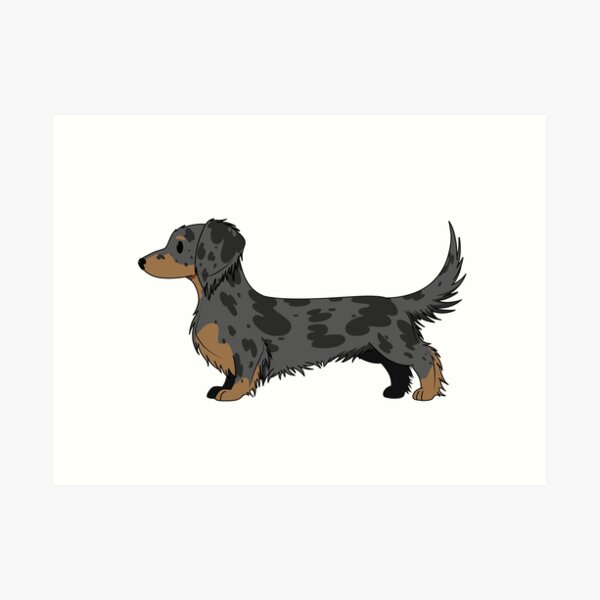 Long-hair Silver Dapple Art Print