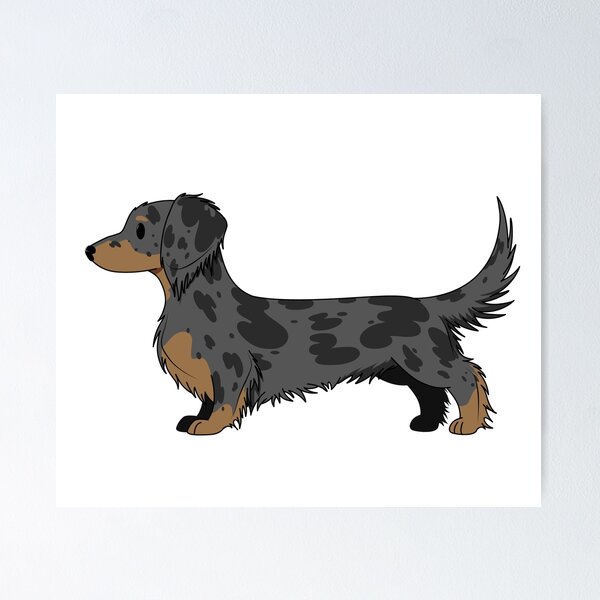 Long Haired Dachshund Merch Gifts for Sale Redbubble