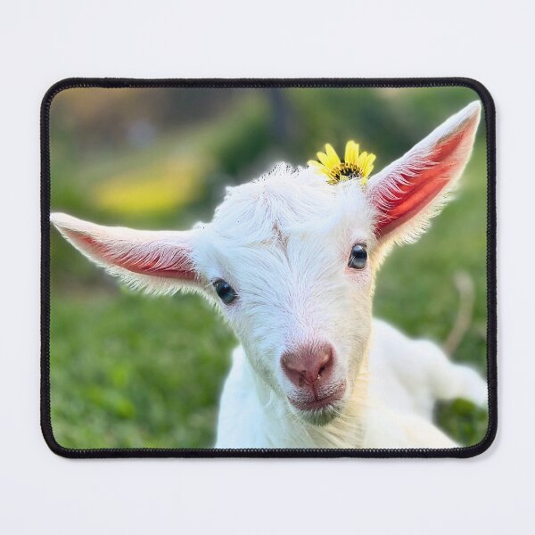 Item preview, White baby goat with daisy designed and sold by CritterCapers.