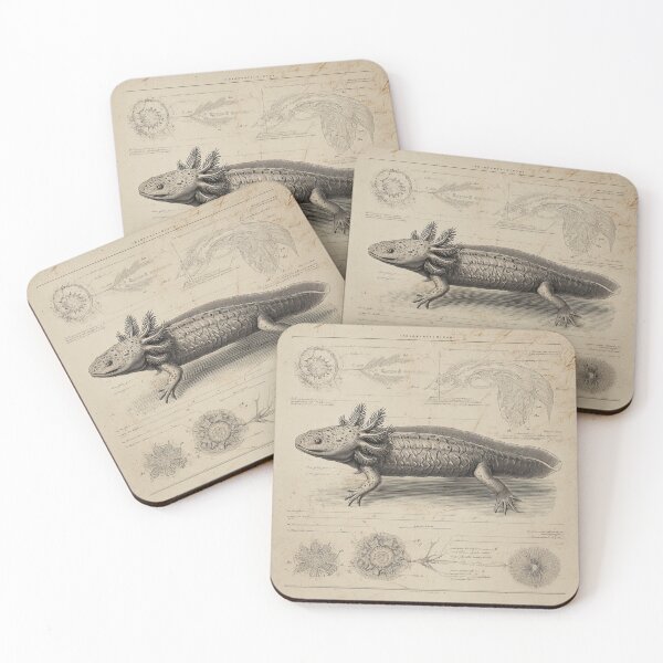 Item preview, Vintage Axolotl Illustration – 19th Century Zoological Field Guide Art – Scientific Amphibian Print designed and sold by MadeByACJ.